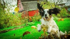 Rosyjski spaniel myśliwski (zdjęcie): najpopularniejszy pies do polowania